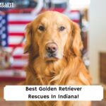 Best-Golden-Retriever-Rescues-In-Indiana-template