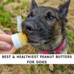 Best & Healthiest Peanut Butters for Dogs