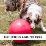 Best Herding Balls for Dogs