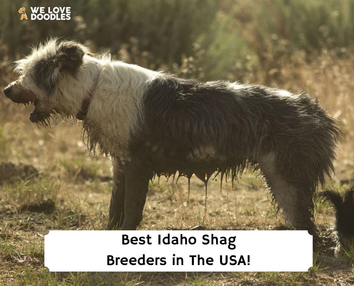 5 Best Idaho Shag Breeders in the USA!