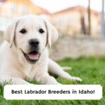 Best-Labrador-Breeders-in-Idaho-template