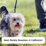 Best-Morkie-Breeders-in-California-template