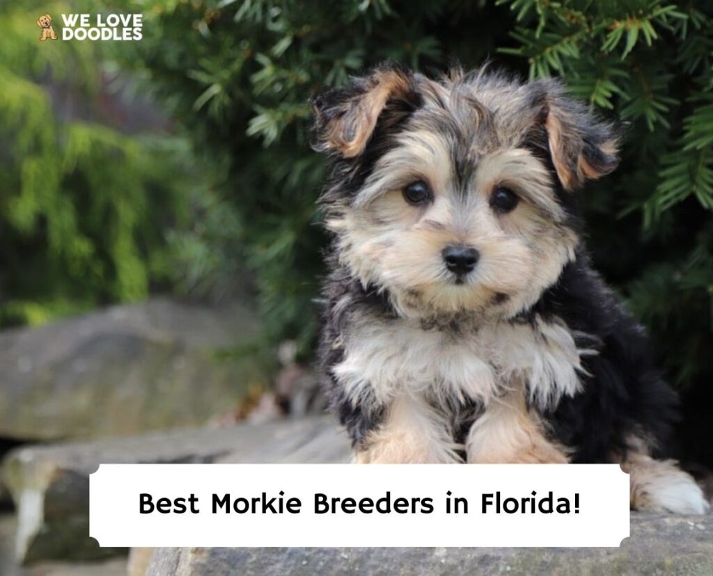 how many puppies are in a morkie litter