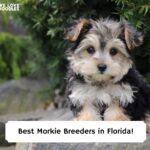 Best-Morkie-Breeders-in-Florida-template