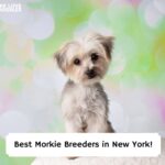 Best-Morkie-Breeders-in-New-York-template