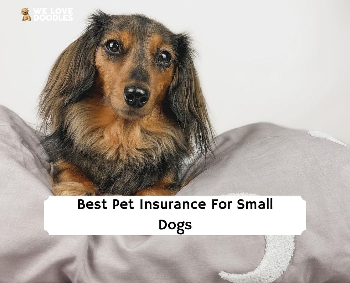 Best Pet Insurance For Small Dogs