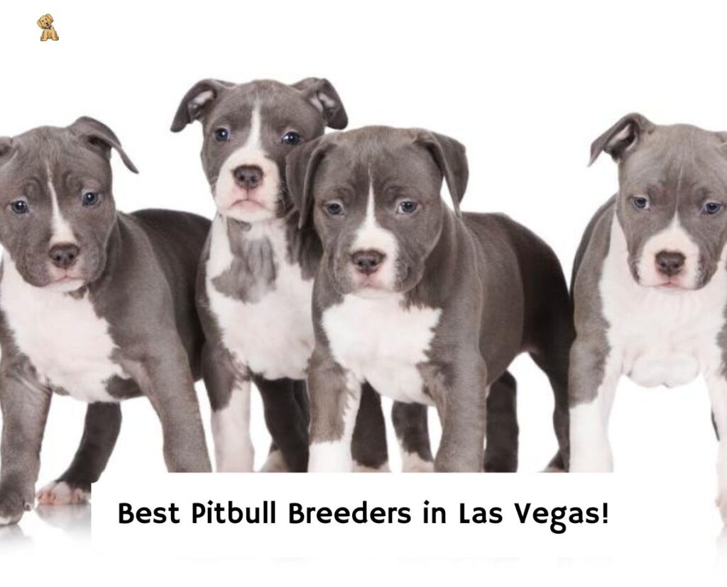 4 Best Pitbull Breeders in Las Vegas! (2024) We Love Doodles