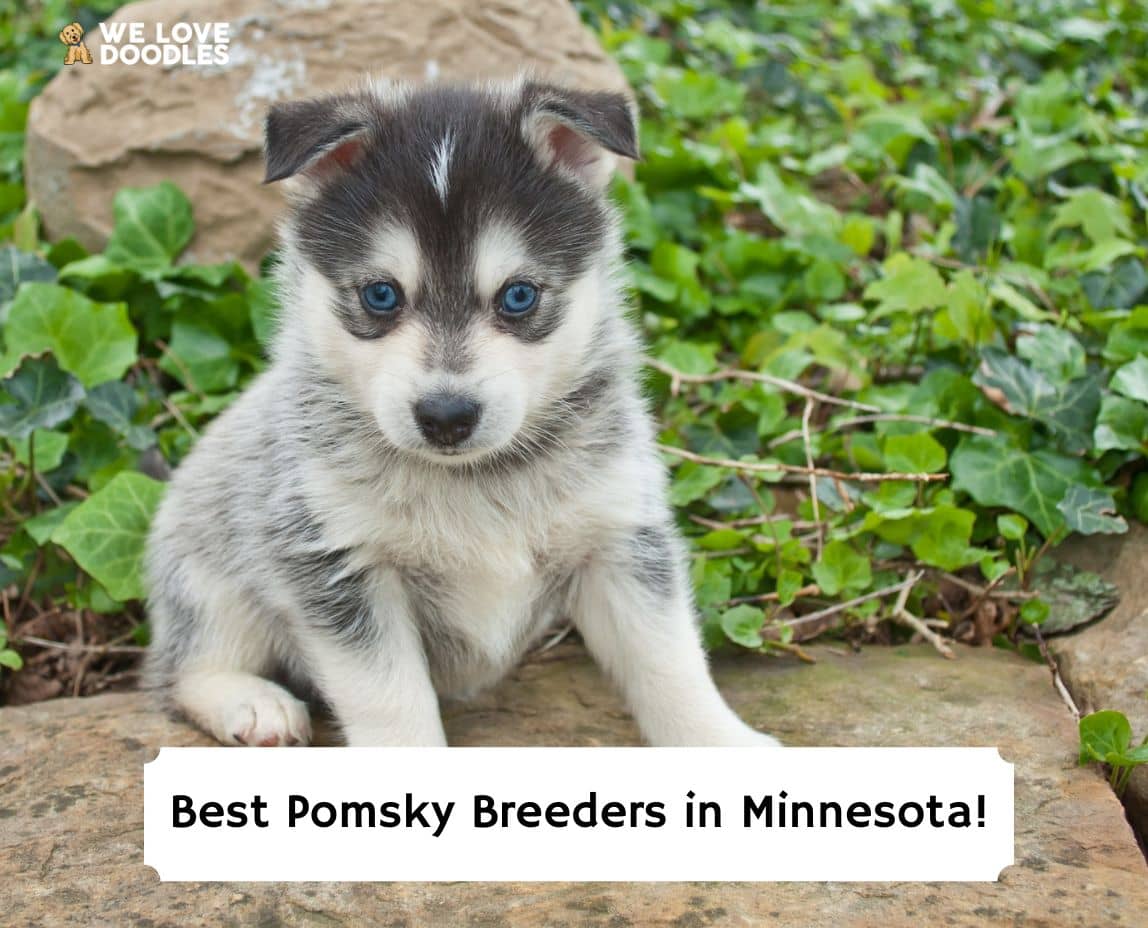 how much is a pomsky for sale