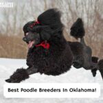 Best-Poodle-Breeders-In-Oklahoma-template