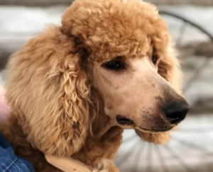 Poodle Puppies For Sale in Alabama