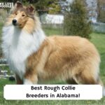 Best-Rough-Collie-Breeders-in-Alabama-template