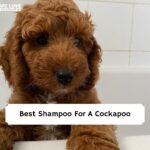Best Shampoo For A Cockapoo