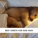 Best Sheets for Dog Hair