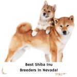 Best-Shiba-Inu-Breeders-In-Nevada-template