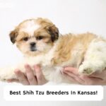 Best-Shih-Tzu-Breeders-In-Kansas-template