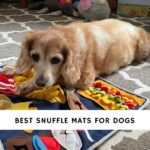 Best Snuffle Mats for Dogs