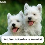 Best-Westie-Breeders-In-Nebraska-template