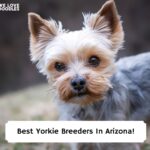 Best-Yorkie-Breeders-In-Arizona-template