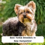 Best-Yorkie-Breeders-In-New-Hampshire-template