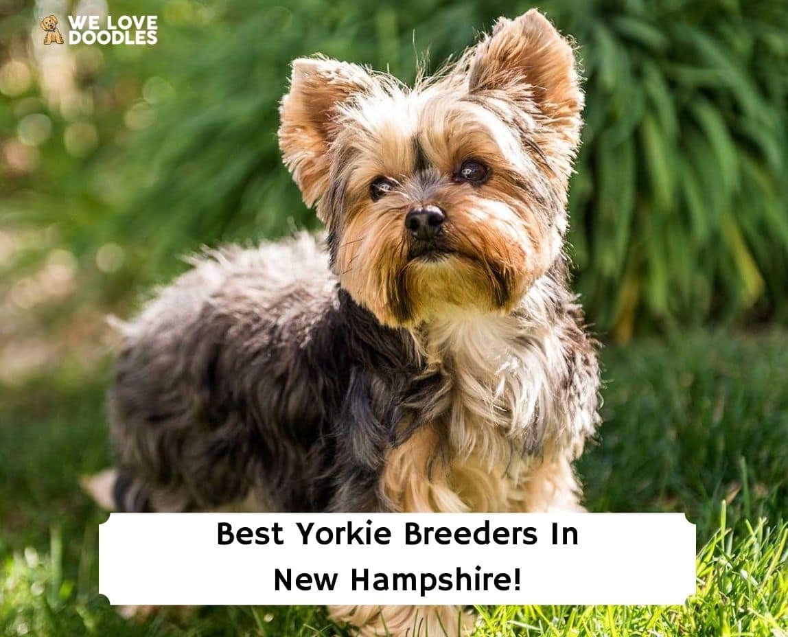 are yorkies loving