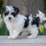 Black and White Maltipoo Puppies for Sale in the U.S. – Top 6 Breeders