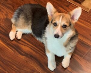 Blackhills Corgis