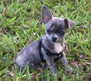 are blue chihuahuas rare