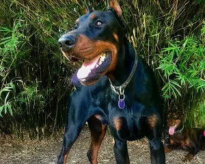 Blue Skye Dobermans