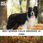 Border Collie Breeders in Iowa