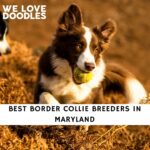 Border Collie Breeders in Maryland
