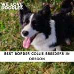 Border Collie Breeders in Oregon