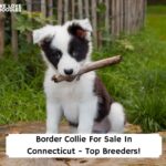 Border-Collie-For-Sale-In-Connecticut-Top-Breeders-template