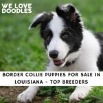 Border Collie Puppies For Sale in Louisiana