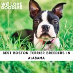 Boston Terrier Breeders in Alabama