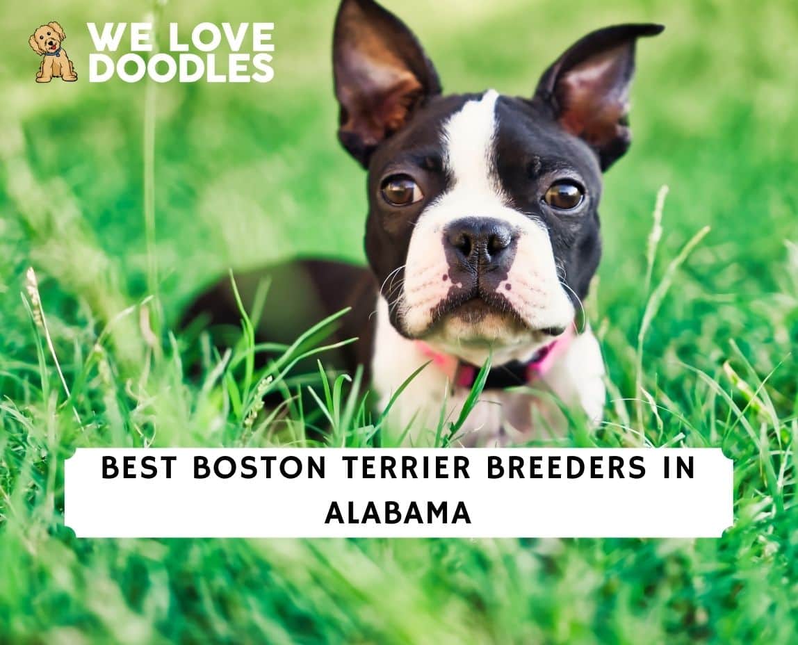 are boston terriers stubborn dogs