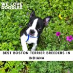 Boston Terrier Breeders in Indiana