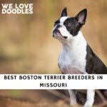 Boston Terrier Breeders in Missouri