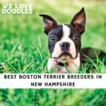 Boston Terrier Breeders in New Hampshire