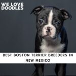 Boston Terrier Breeders in New Mexico