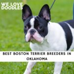 Boston Terrier Breeders in Oklahoma