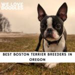 Boston Terrier Breeders in Oregon