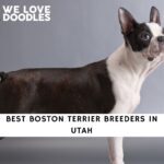 Boston Terrier Breeders in Utah