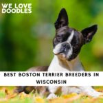 Boston Terrier Breeders in Wisconsin