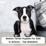 Boston-Terrier-Puppies-For-Sale-In-Arizona-Top-Breeders-template