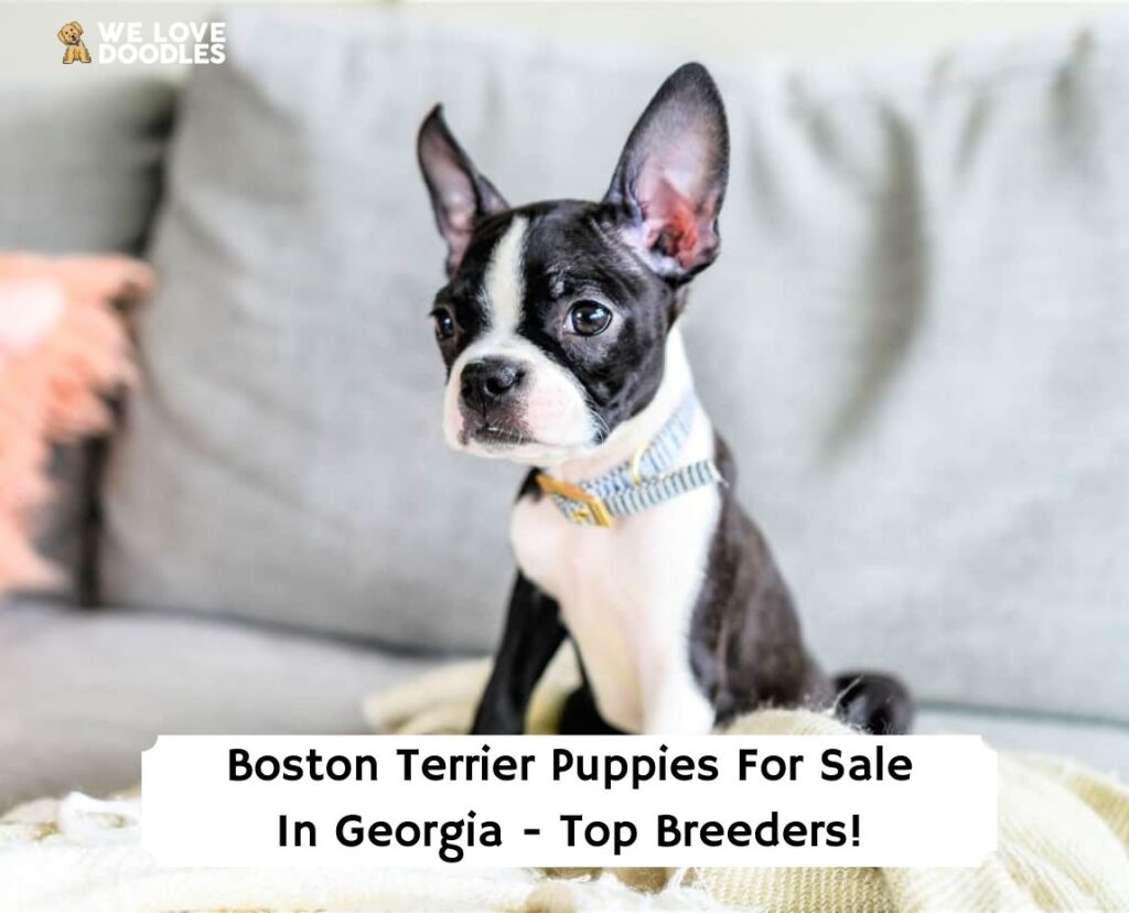 Boston Terrier For Sale Georgia: Top Breeders! (2023) We Love Doodles