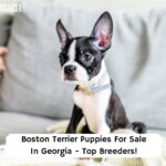 Boston-Terrier-Puppies-For-Sale-In-Georgia-Top-Breeders-template