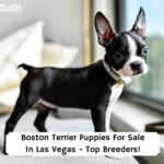 Boston-Terrier-Puppies-For-Sale-In-Las-Vegas-Top-Breeders-template