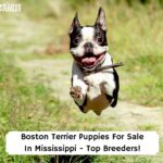 Boston-Terrier-Puppies-For-Sale-In-Mississippi-Top-Breeders-template