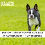 Boston Terrier Puppies For Sale in Connecticut