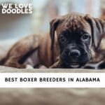 Boxer Breeders in Alabama